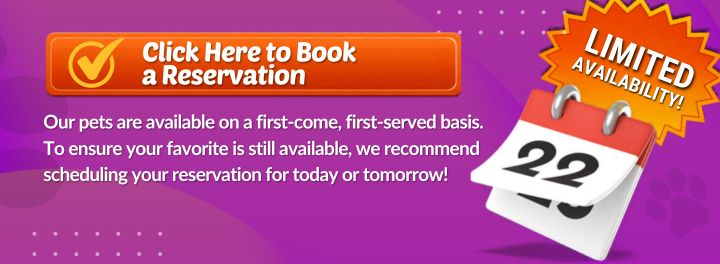 Book appointment banner