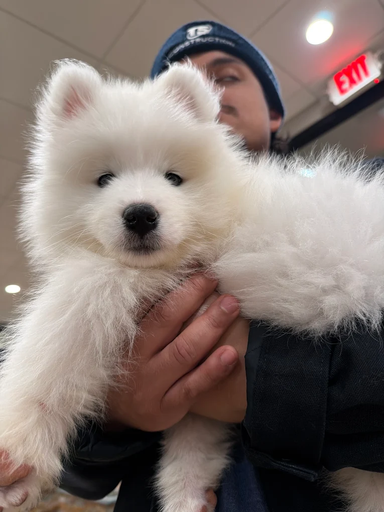 White puppy being held at Petland Columbus
